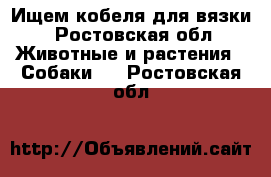 Ищем кобеля для вязки - Ростовская обл. Животные и растения » Собаки   . Ростовская обл.